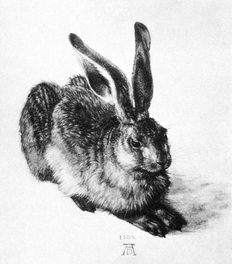 Young hare 1502 di Albrecht Durer