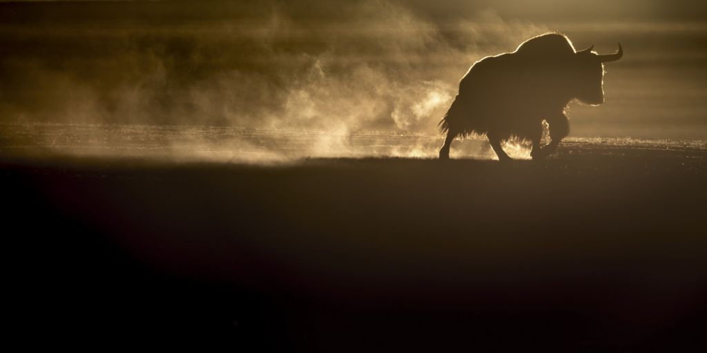 Foto de La pantera delle nevi