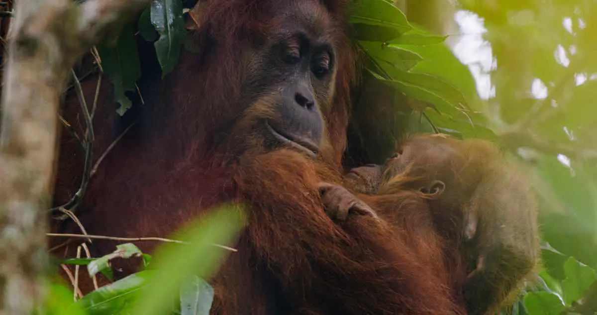 Diann and Bimo in Disneynature’s ORANGUTAN. Photo courtesy of Disney. © 2026 Disney Enterprises, Inc. All Rights Reserved.